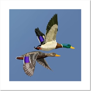 Mallard ducks in flight Posters and Art